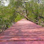 red bridge mangroves salak phet