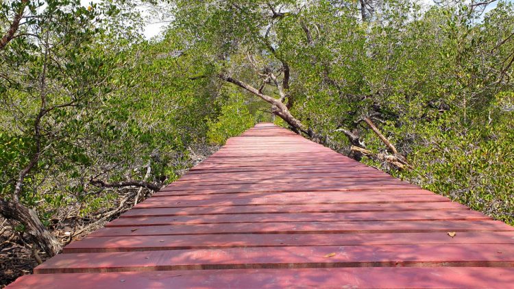 red bridge mangroves salak phet