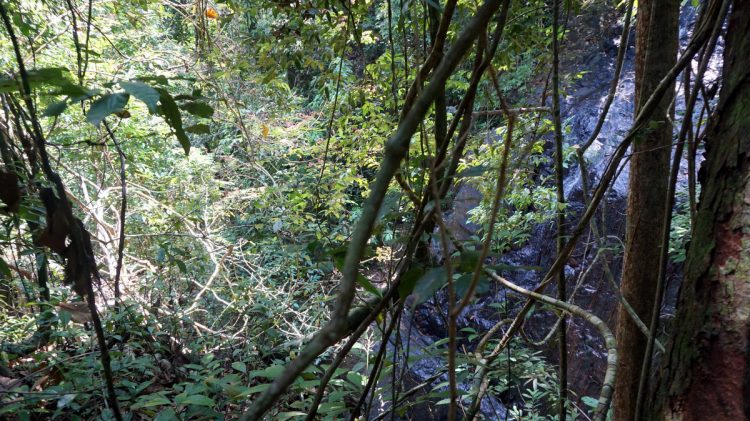 koh chang jungle