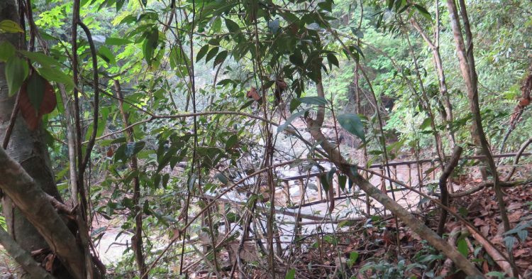 tourist jungle rescue police