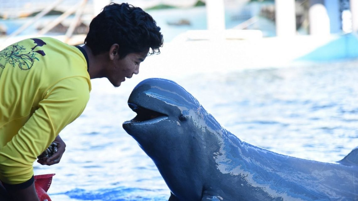 dolphin handler sea world show