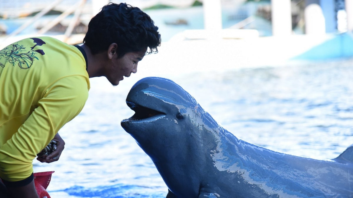 Dolphins at Osais Sea World - Koh Chang Animal Show - 2022-23